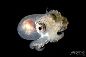 Larval Octopus