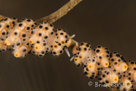 Nudibranchs, Tulamben