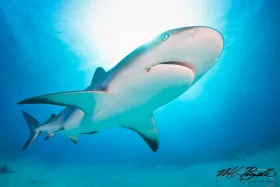 Reef Shark Sunball