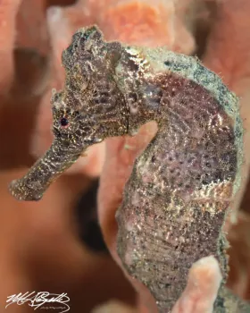 Seahorse