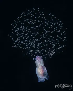 Sea Angel Spawning