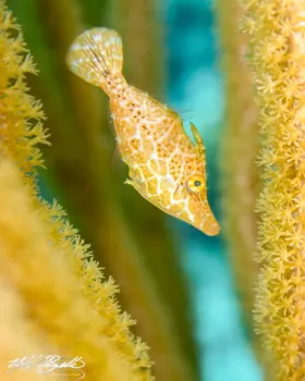 Filefish