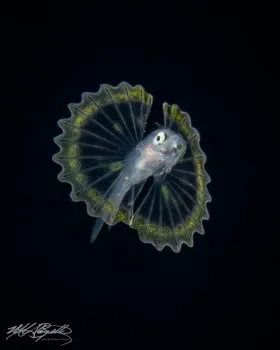 Blackwater Larval Lionfish