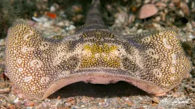 Yellow Stingray
