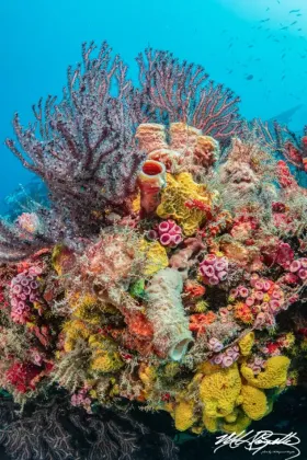Coral Bouquet