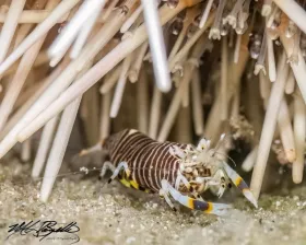 Striped Bumblebee Shrimp