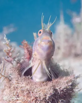Blenny