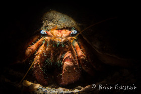 Bareye Hermit Crab, Blue Heron Bridge
