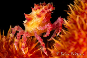 Candy Crab, Anilao