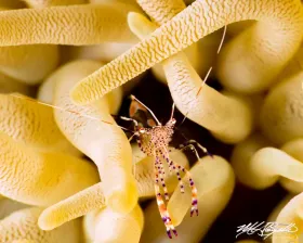Spotted Cleaner Shrimp