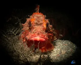 Barbfish