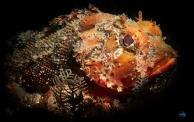 Barbfish Orange