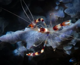 Coral Banded Shrimp