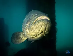 Goliath Grouper