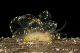 Butterfly Nudibranch, Anilao