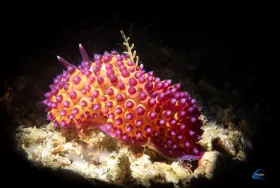 Janolus