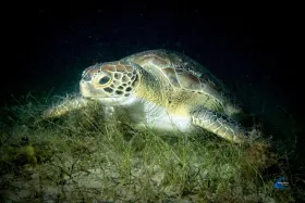 Green Turtle