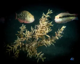 Parrotfish Sargassum