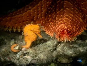 Orange Seahorse Starfish