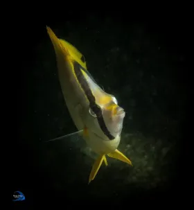 Spotfin Face On