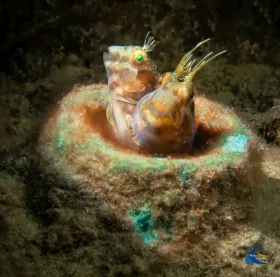 Seaweed Blenny Pair