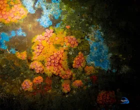 Ship Hull Corals