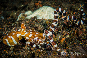 Wonderpus, Tulamben