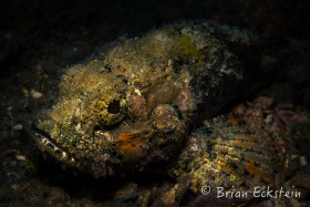Spotted Scorpionfish, Blue Heron Bridge