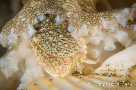 Coconut Octopous Eating a Box Crab, Anilao