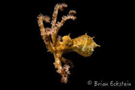 Juvenile Atlantic Longarm Octopus, Blue Heron Bridge