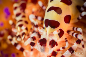 Coleman Shrimp, Anilao
