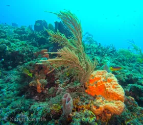 Boynton Reefs