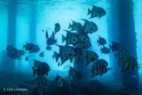 Atlantic Spadefish under the Blue Heron Bridge