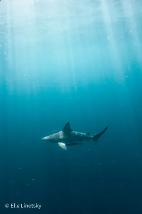 Sandbar Shark in Sun Rays