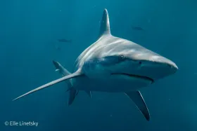 Sandbar Shark closeup