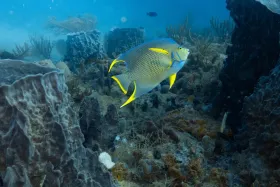 Blue Angelfish Among Soft Corals and Sponges on Breaker's Reef