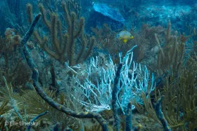 Butter Hamlet in a Forest of Soft Corals