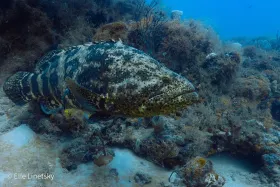 Jasper the Goliath Grouper on Breaker's Reef