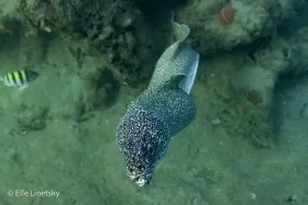 Spotted Moray Eel Coming In for a Closer Look
