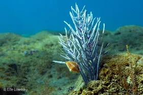 Flamingo Tongue on a Sea Fan on a Shallow Rocky Reef