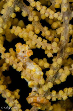 Pygmy Seahorse - Photographed in Bali, Indonesia