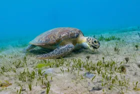 Green Sea Turtle Munching on Seagrass