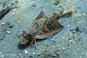 Blackwing Sea Robin