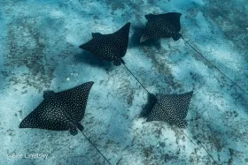 Spotted Eagle Rays