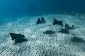 Spotted Eagle Rays