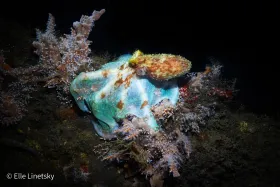 Caribbean Reef Octopus
