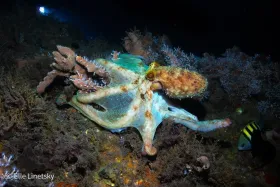 Caribbean Reef Octopus