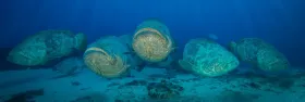 Goliath Aggregation, Jupiter, FL