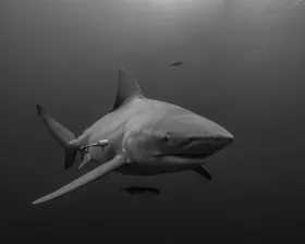 Bull Shark, Jupiter, FL