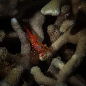Camel Shrimp, Great Barrier Reef